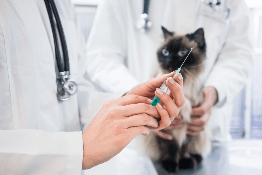 Pet Vaccinations by Edmonton Spay and Neuter Clinic