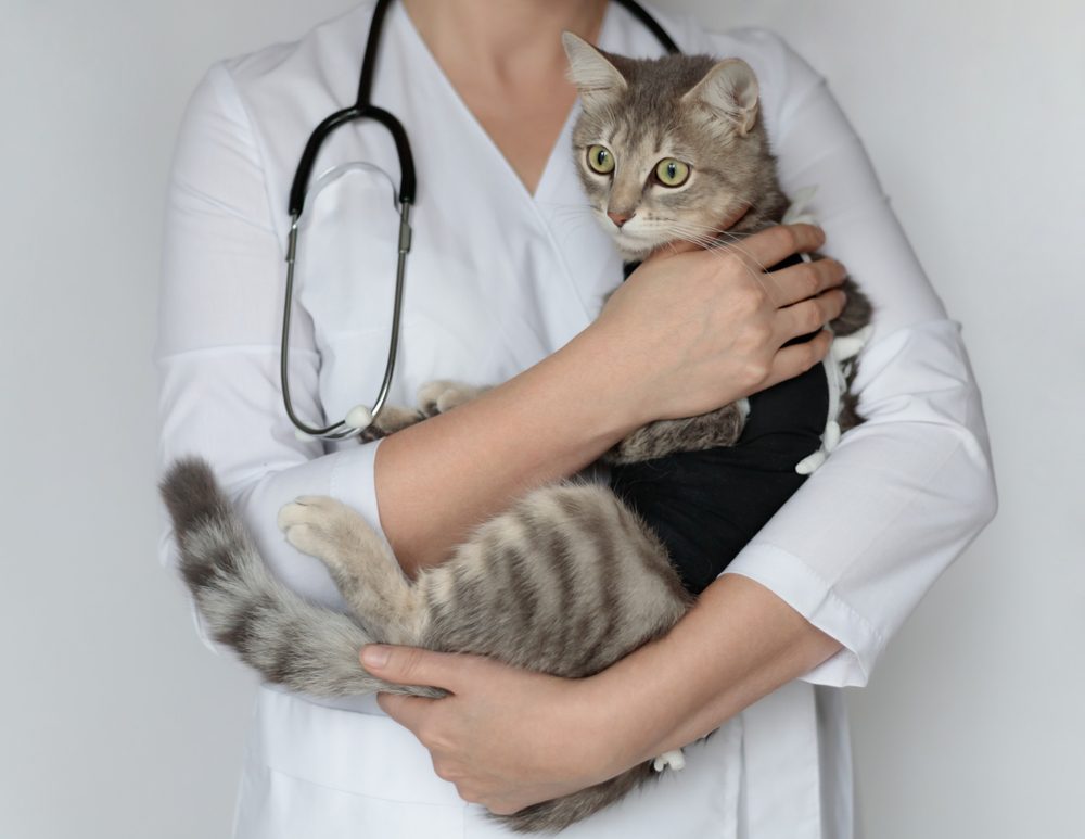 Spay and Neuter Services by Edmonton Spay and Neuter Clinic