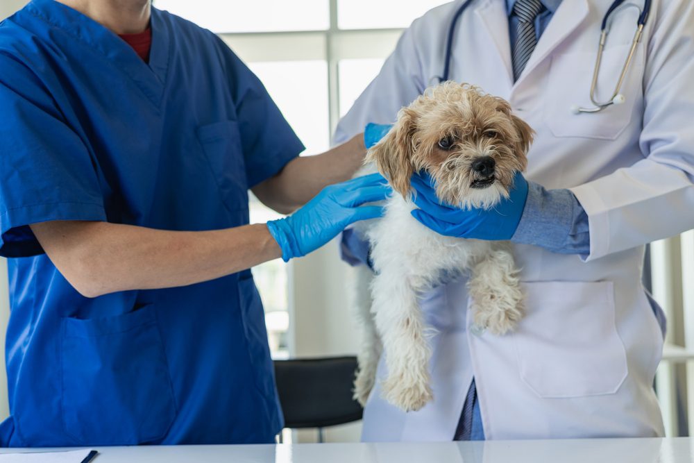 veterinary Consultations by Edmonton Spay and Neuter Clinic